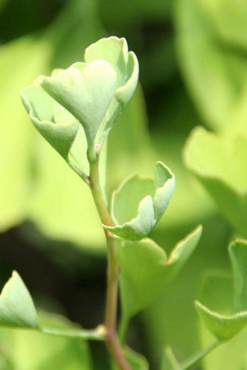 Ginkgo Biloba Columnar Single Stem - View 12 from www redcrocus com