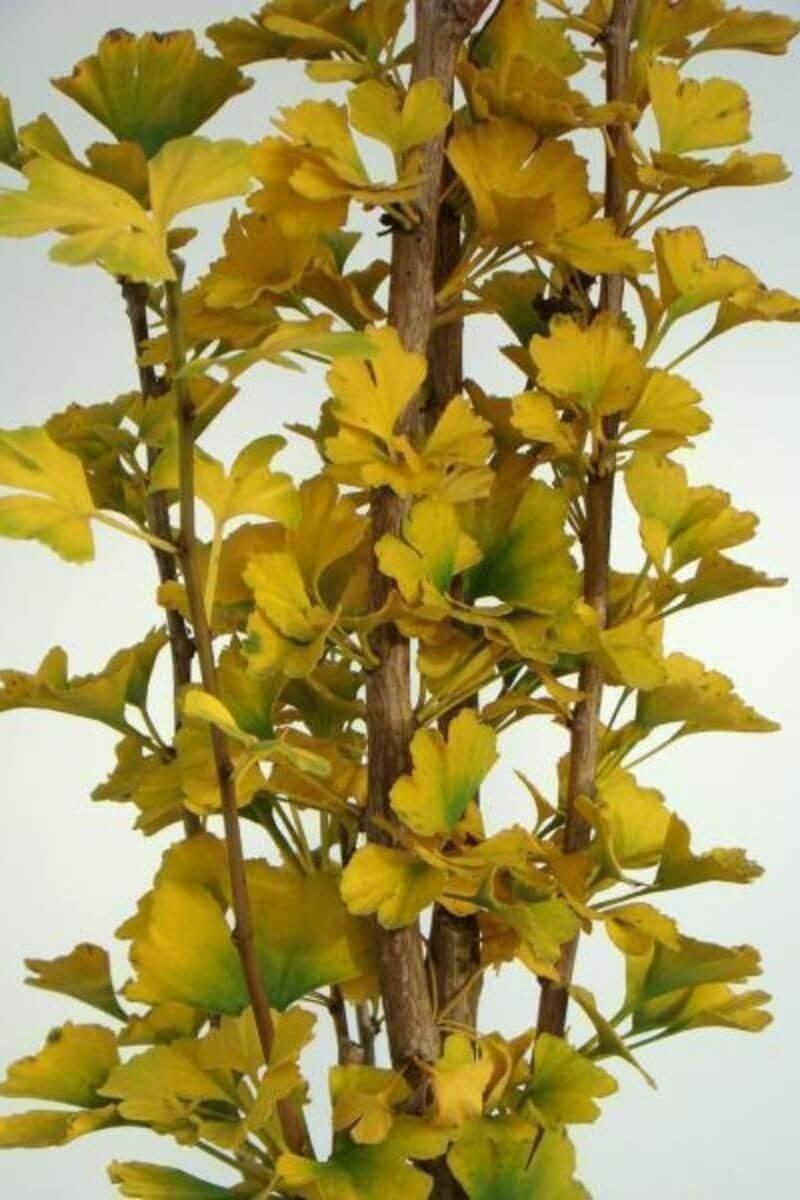 Ginkgo Biloba Columnar Single Stem - View 15 from www redcrocus com
