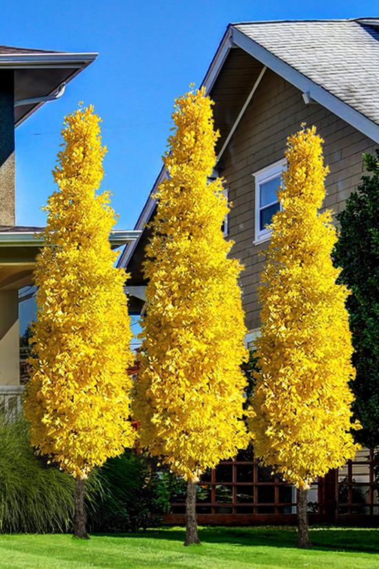 Ginkgo Biloba Columnar Single Stem - View 2 from www redcrocus com