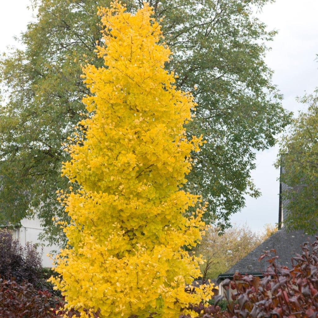 Ginkgo Biloba Columnar Single Stem - View 3 from www redcrocus com