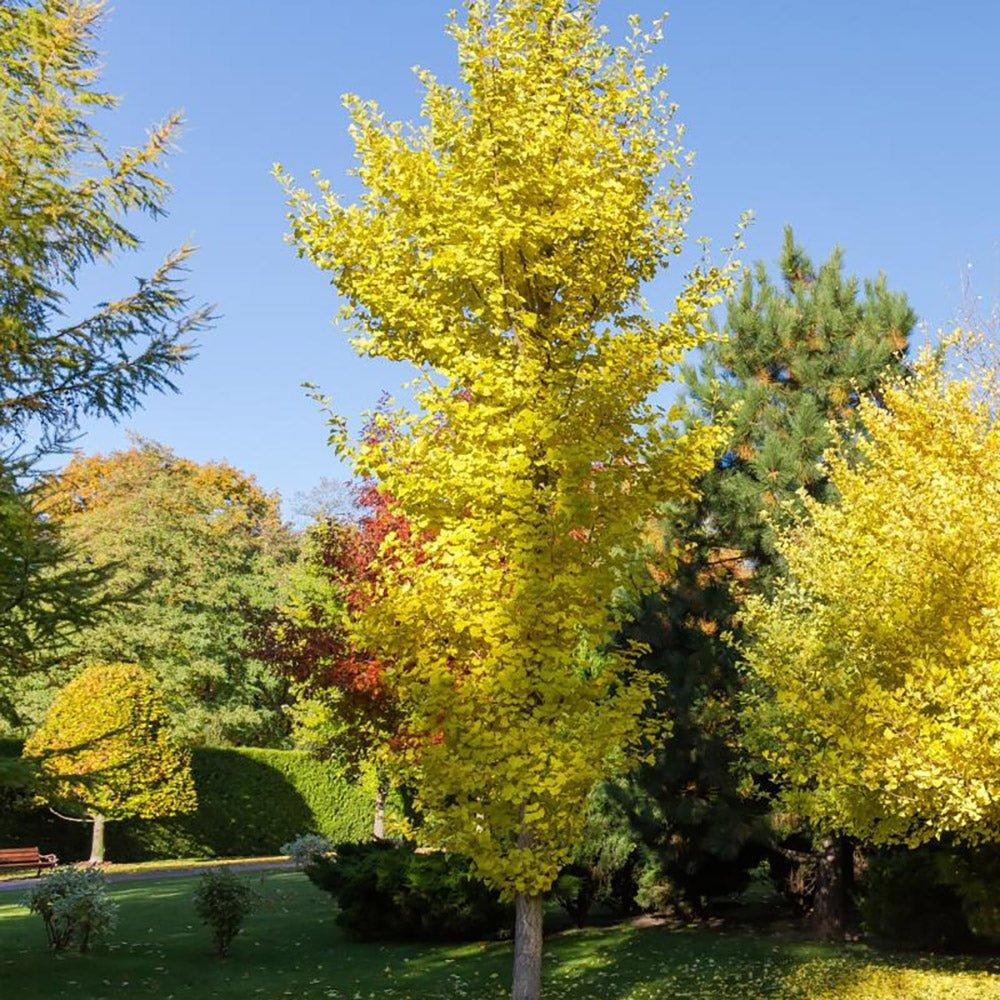 Ginkgo Biloba Columnar Single Stem - View 6 from www redcrocus com