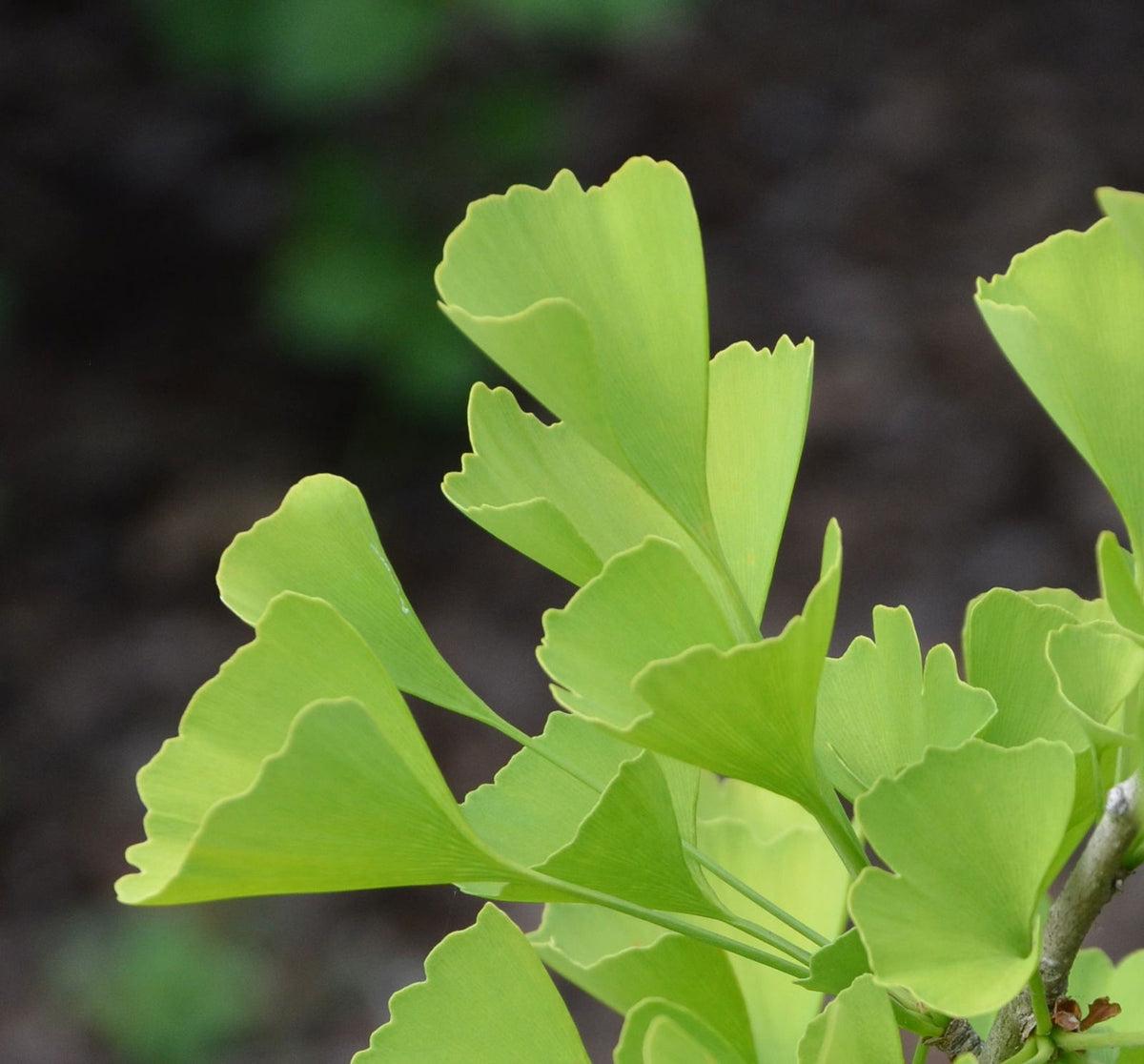 Ginkgo Biloba Columnar Single Stem - View 7 from www redcrocus com