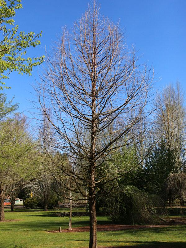 Taxodium Distichum Green Whisper - View 14 from www redcrocus com
