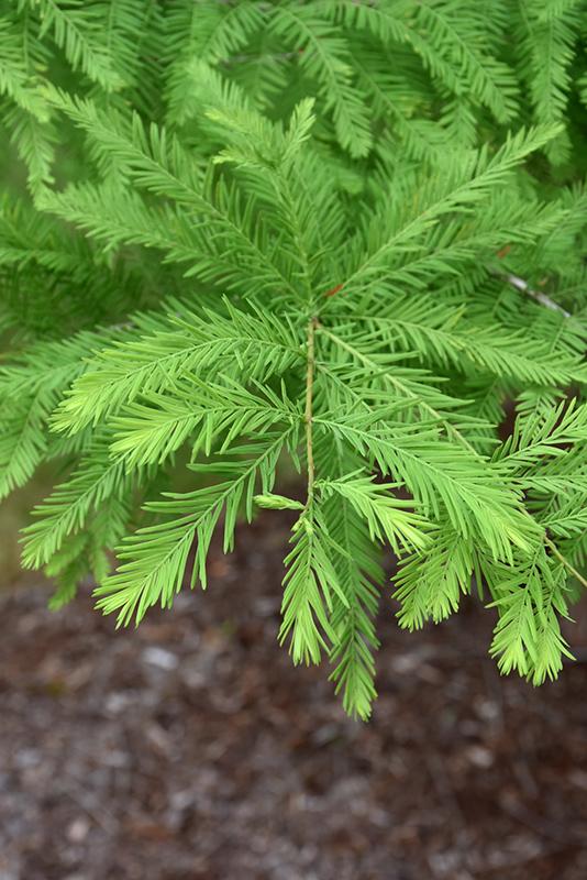 Taxodium Distichum Green Whisper - View 15 from www redcrocus com