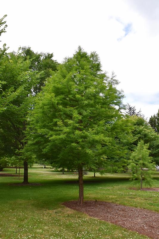 Taxodium Distichum Green Whisper - View 2 from www redcrocus com