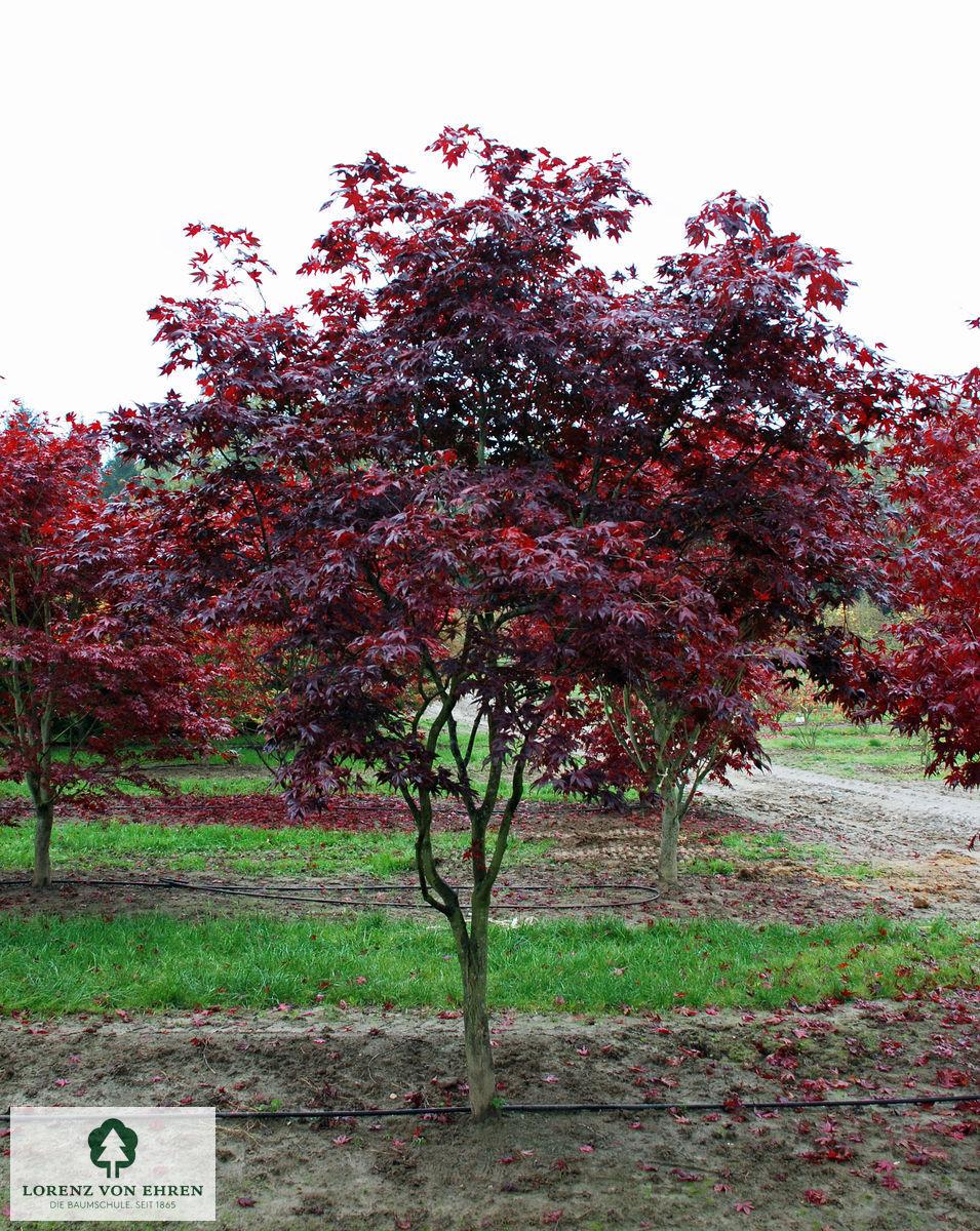 Acer Palmatum Bloodgood Single Stem - View 8 from www redcrocus com