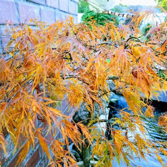 Acer Palmatum Dissectum Waterfall - View 10 from www redcrocus com