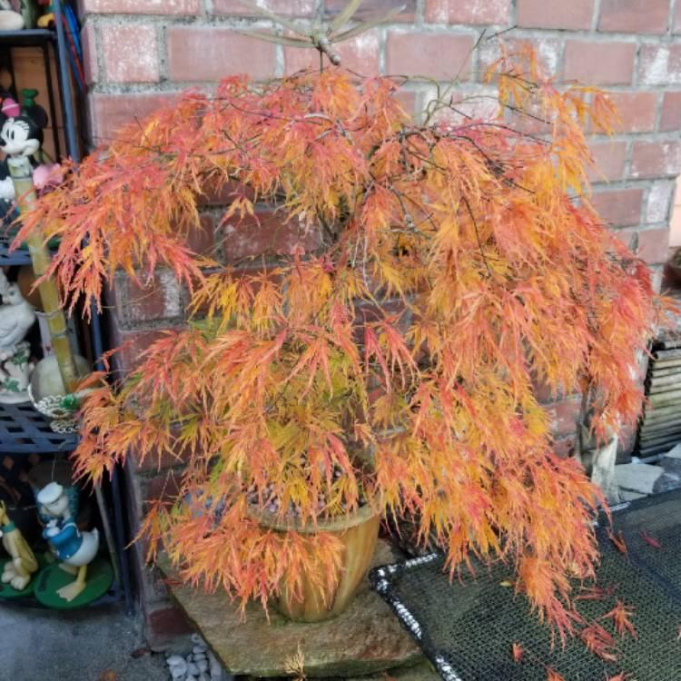 Acer Palmatum Dissectum Waterfall - View 18 from www redcrocus com