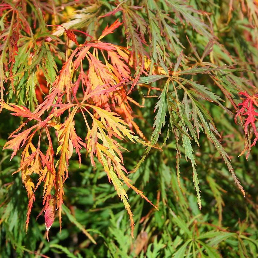 Acer Palmatum Dissectum Waterfall - View 19 from www redcrocus com