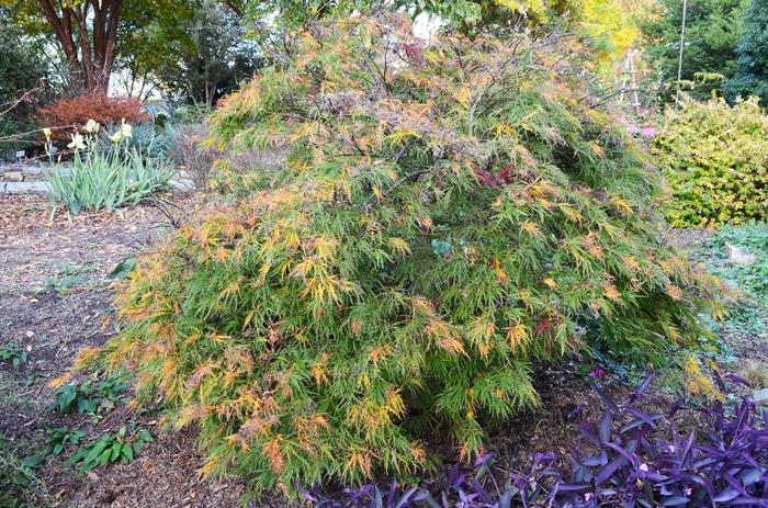 Acer Palmatum Dissectum Waterfall - View 3 from www redcrocus com