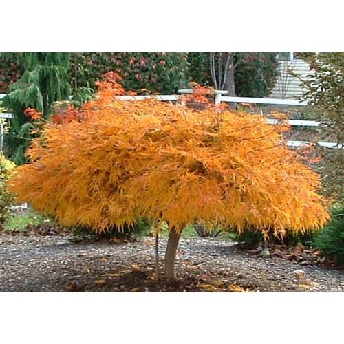 Acer Palmatum Dissectum Waterfall - View 9 from www redcrocus com