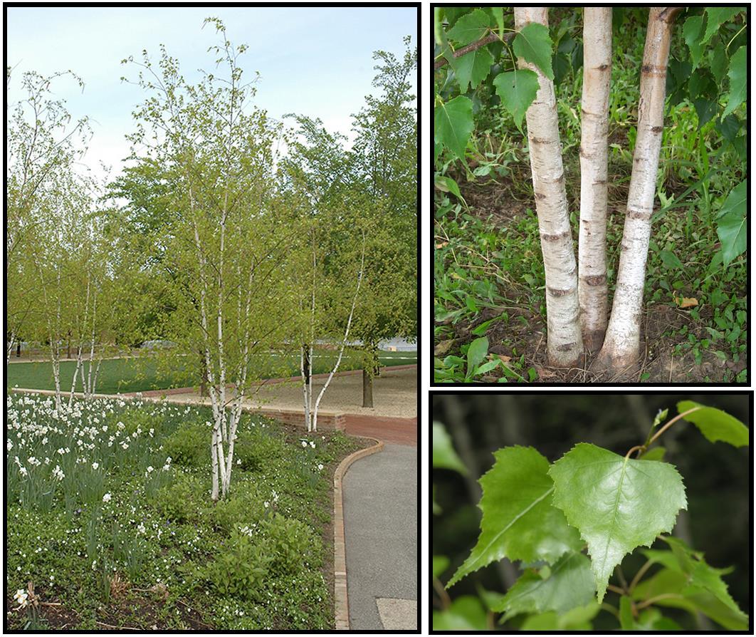 Betula Populifolia Whitespire Multi Stem - View 6 from www redcrocus com