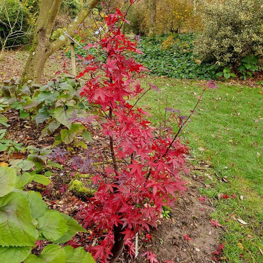 Acer Palmatum Twombly S Red Sentinel - View 10 from www redcrocus com