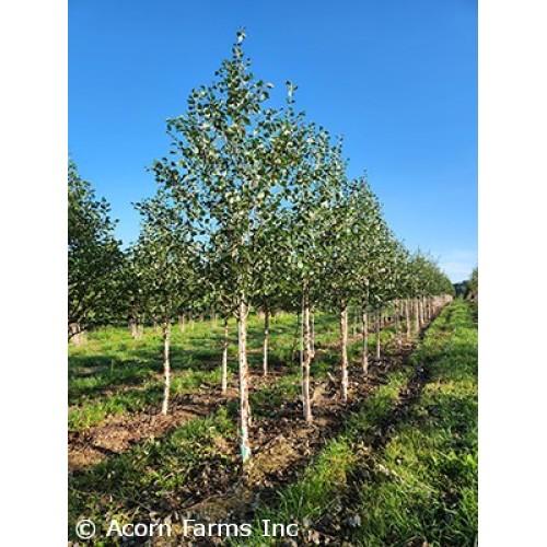 Betula Nigra Northern Tribute Single Stem - View 10 from www redcrocus com