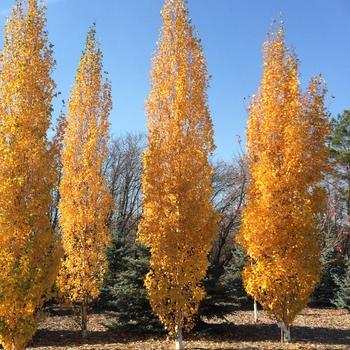 Betula Nigra Northern Tribute Single Stem - View 4 from www redcrocus com