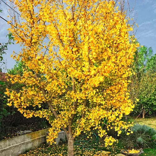 Ginkgo Biloba Grindstone Single Stem - View 12 from www redcrocus com