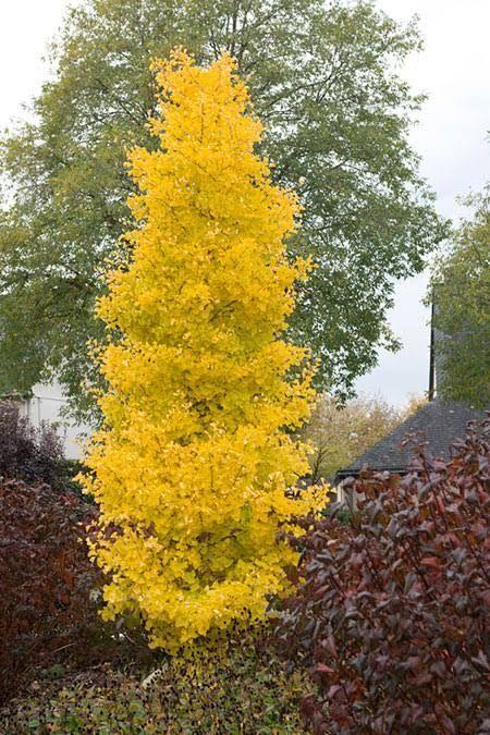 Ginkgo Biloba Grindstone Single Stem - View 2 from www redcrocus com