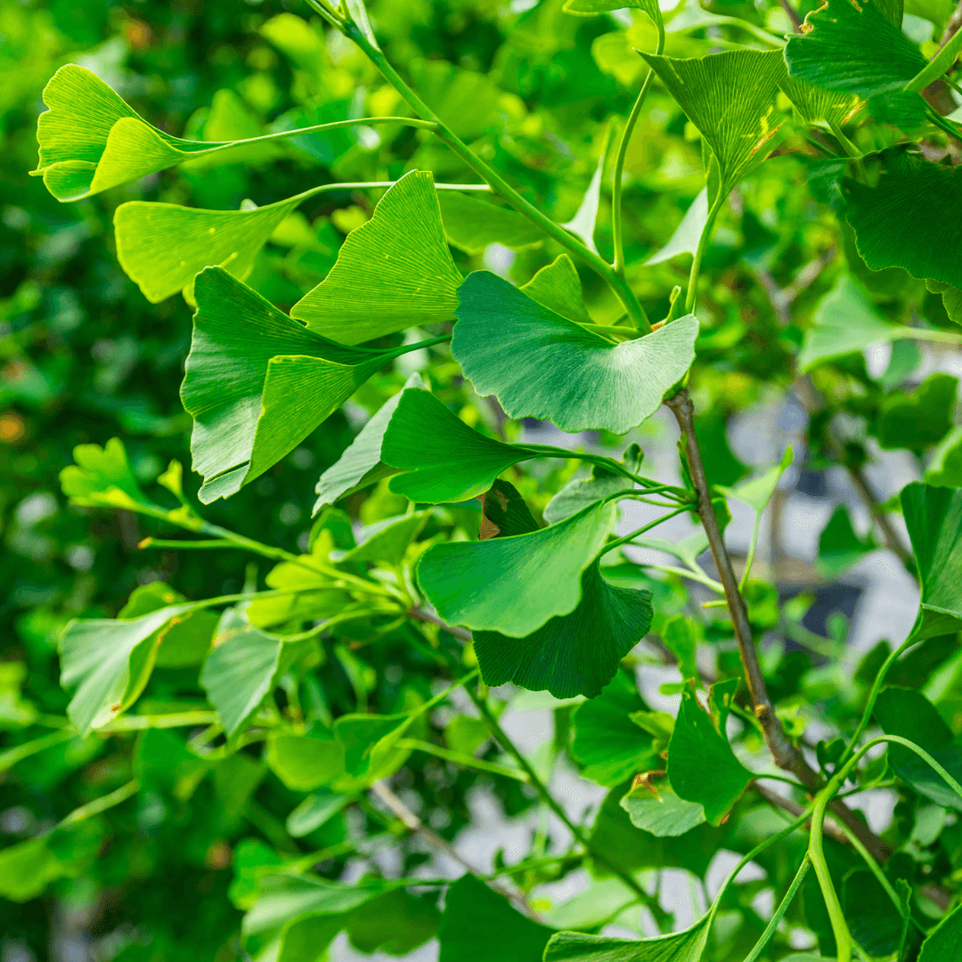 Ginkgo Biloba Grindstone Single Stem - View 3 from www redcrocus com