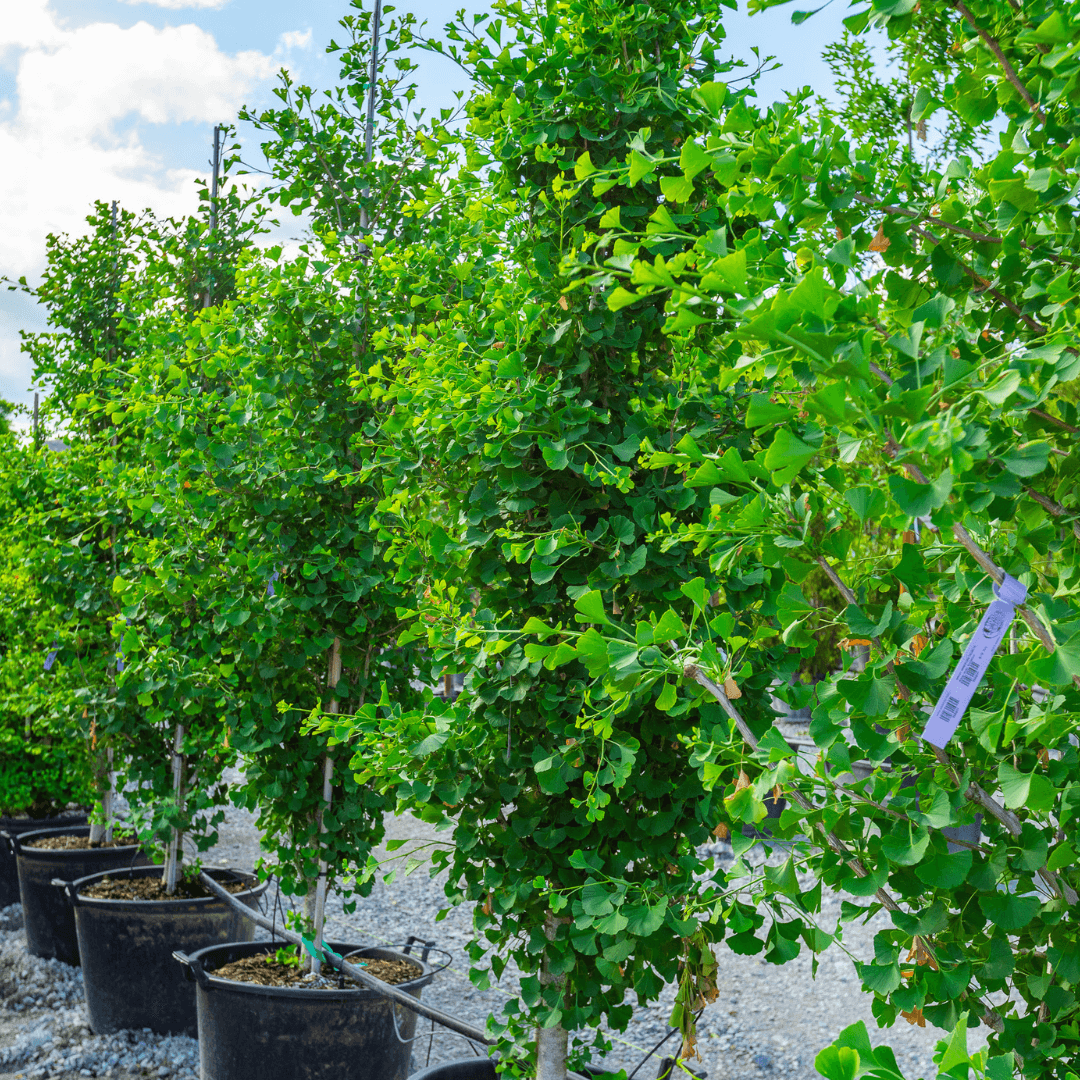 Ginkgo Biloba Grindstone Single Stem - View 6 from www redcrocus com