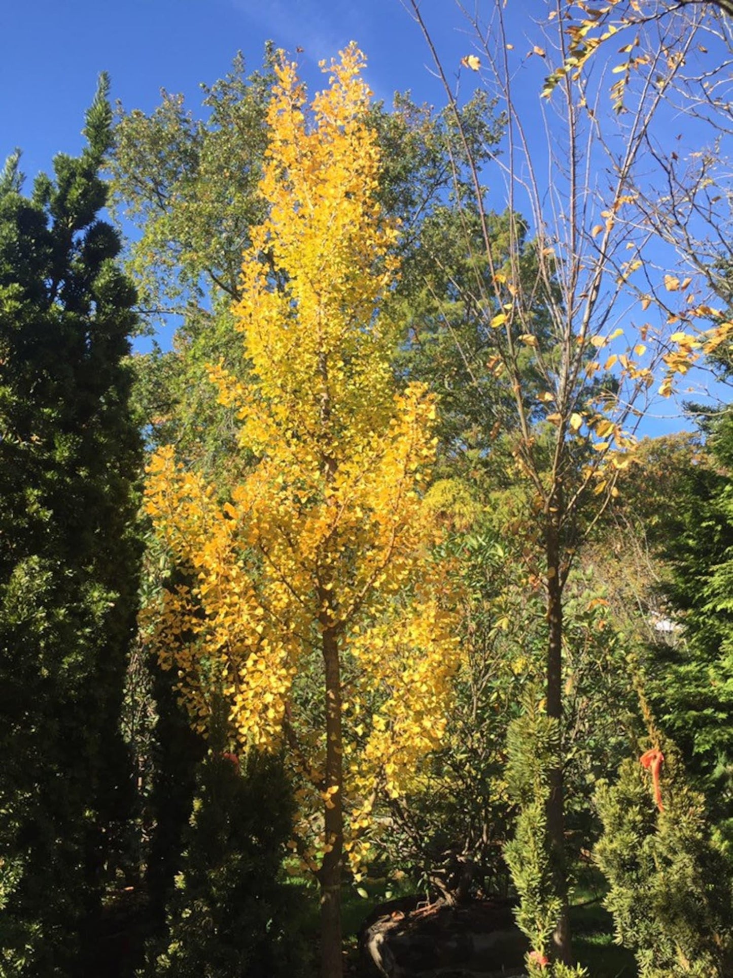Ginkgo Biloba Grindstone Single Stem - View 7 from www redcrocus com