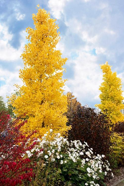Ginkgo Biloba Grindstone Single Stem - View 9 from www redcrocus com