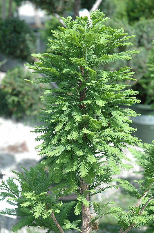 Taxodium Distichum Peve Minaret - View 11 from www redcrocus com