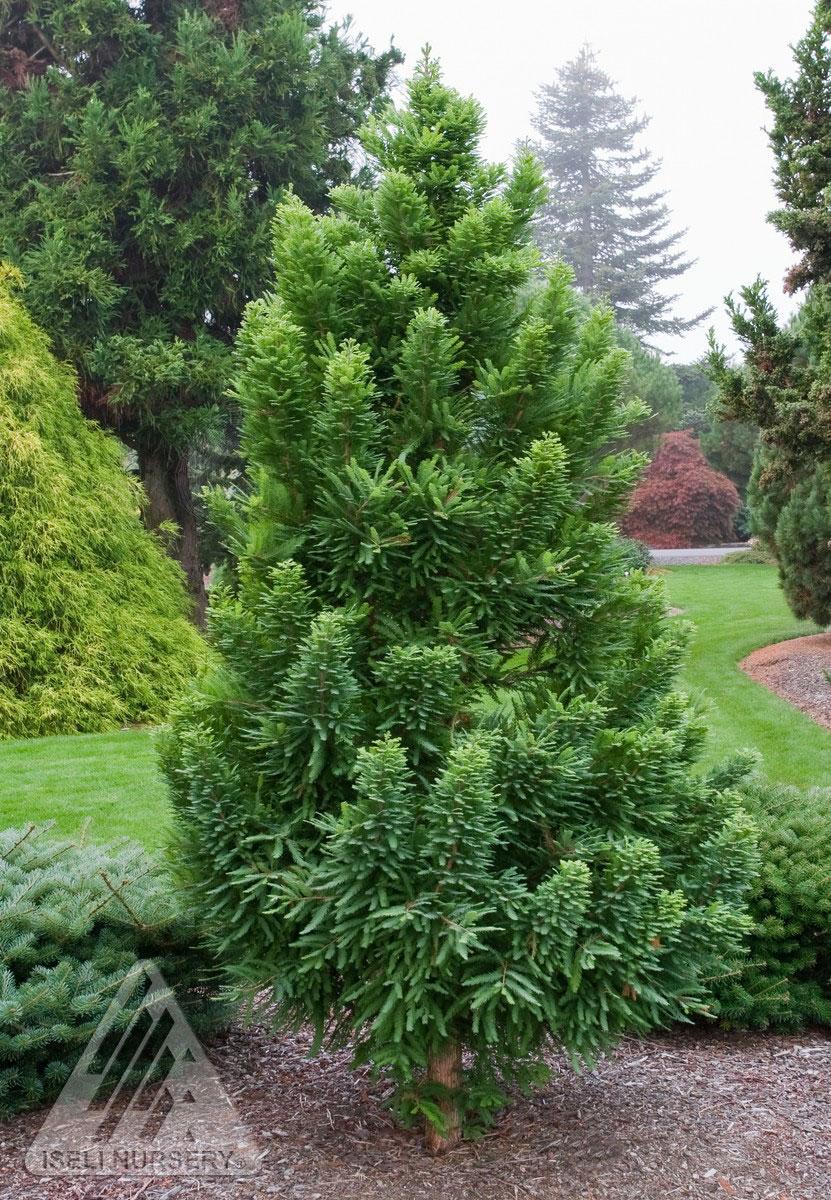 Taxodium Distichum Peve Minaret - View 15 from www redcrocus com