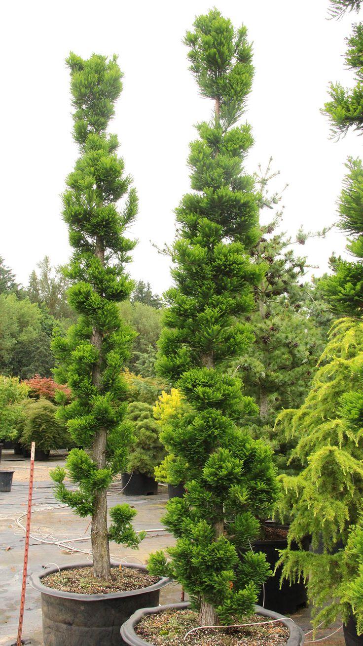 Taxodium Distichum Peve Minaret - View 16 from www redcrocus com