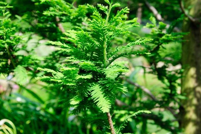 Taxodium Distichum Peve Minaret - View 20 from www redcrocus com