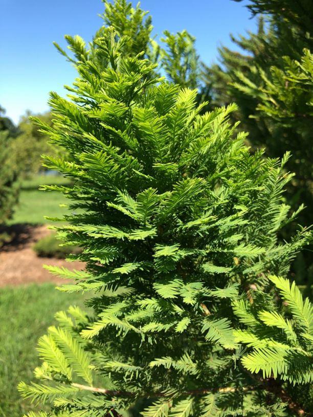 Taxodium Distichum Peve Minaret - View 2 from www redcrocus com
