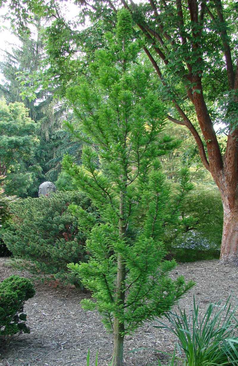 Taxodium Distichum Peve Minaret - View 4 from www redcrocus com