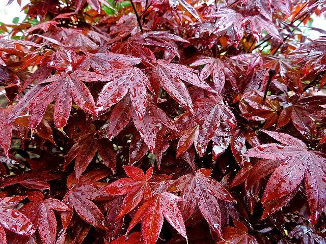 Acer Palmatum Rhode Island Red - View 10 from www redcrocus com