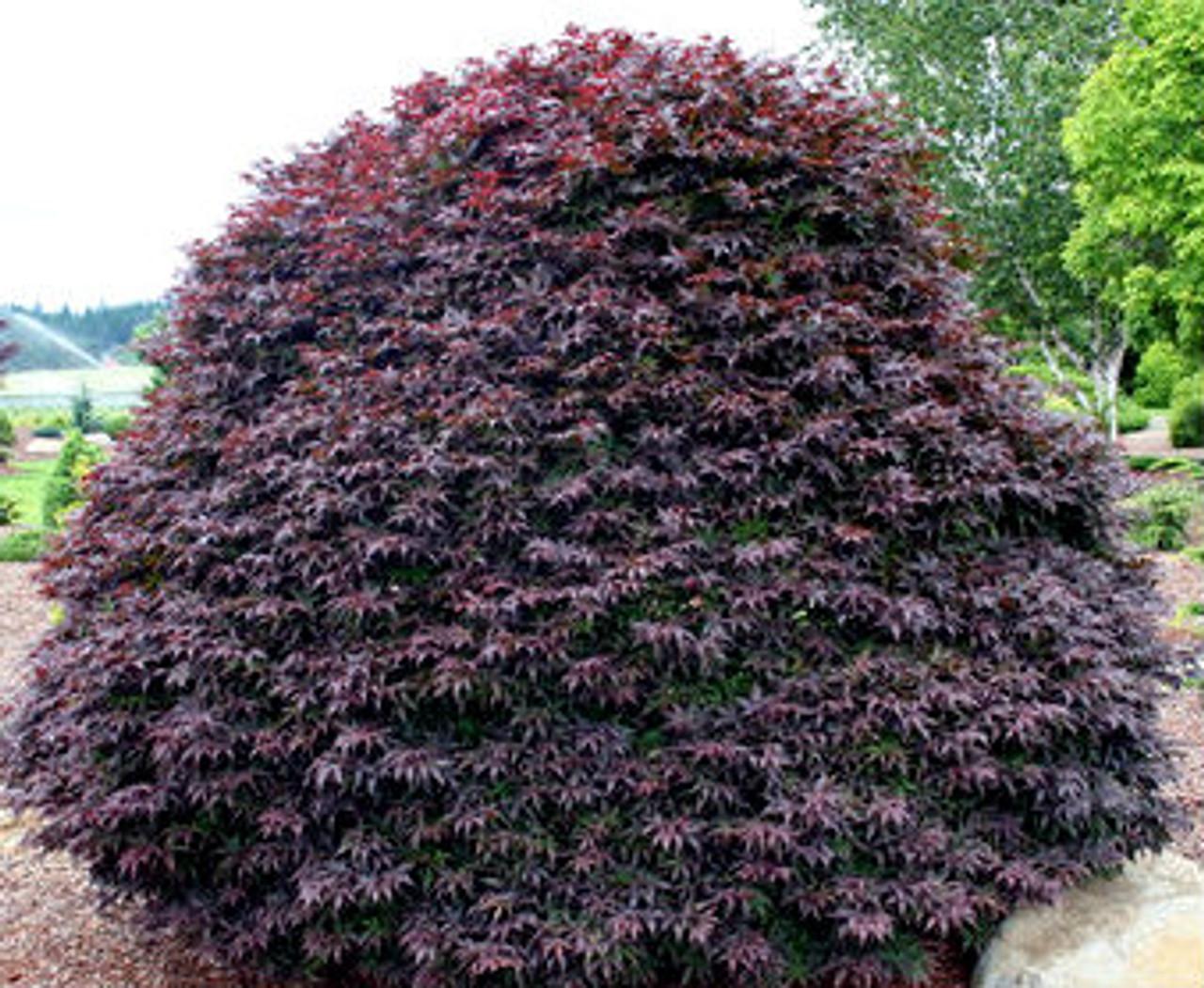 Acer Palmatum Rhode Island Red - View 11 from www redcrocus com