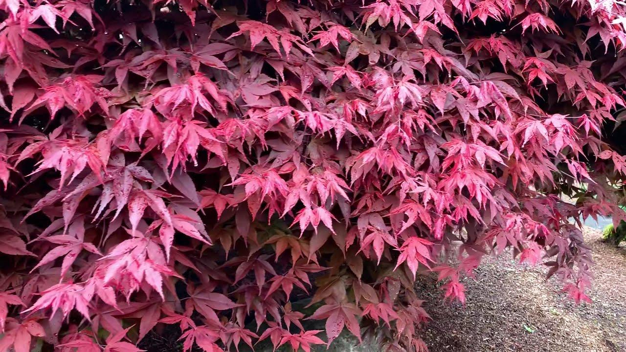 Acer Palmatum Rhode Island Red - View 13 from www redcrocus com