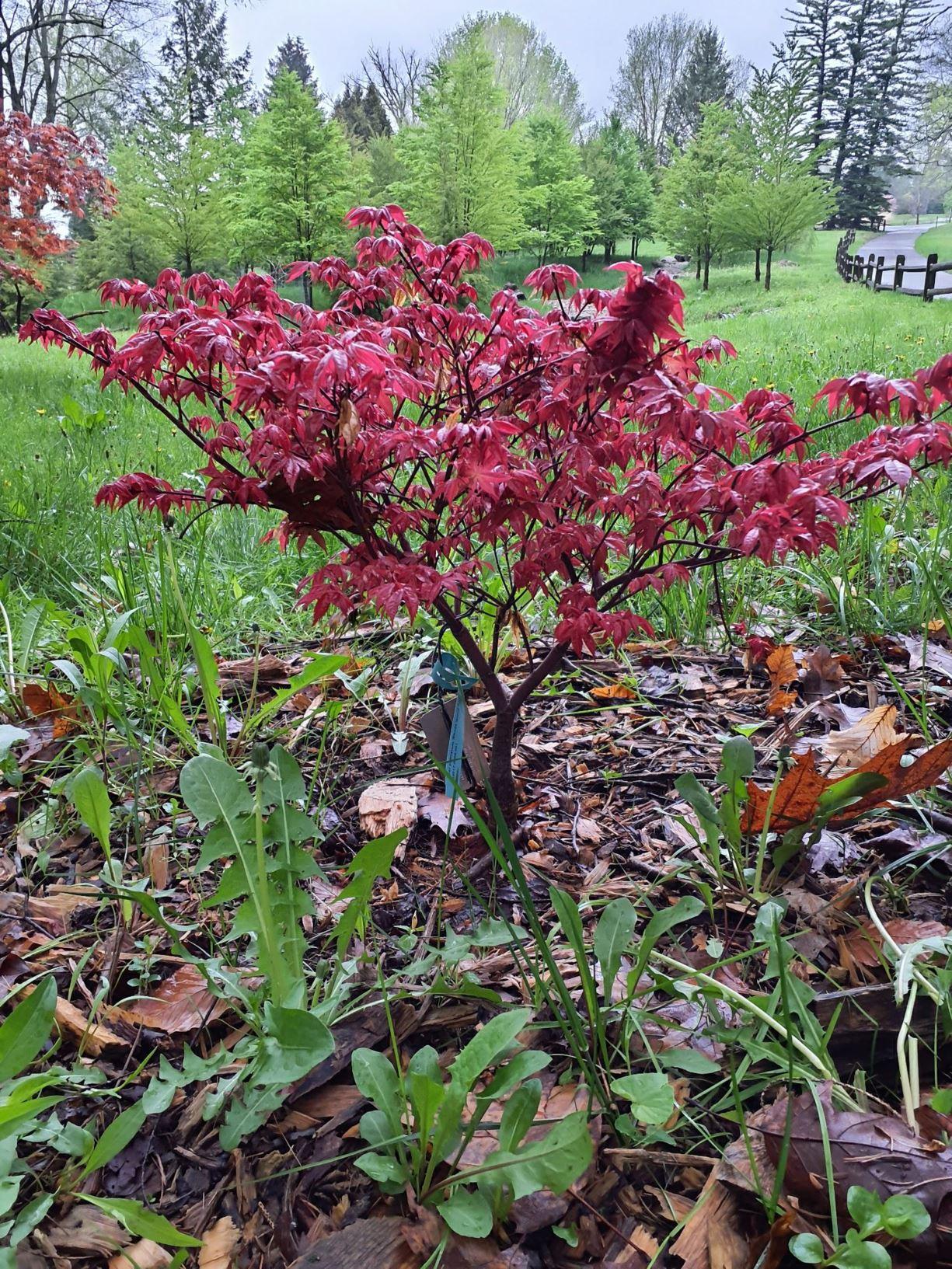 Acer Palmatum Rhode Island Red - View 14 from www redcrocus com