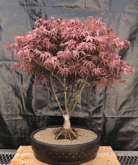 Acer Palmatum Rhode Island Red - View 15 from www redcrocus com