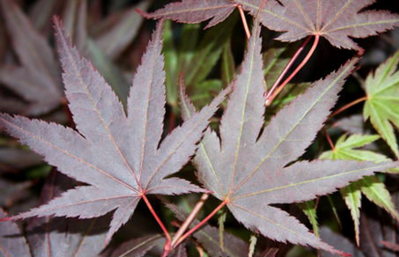 Acer Palmatum Rhode Island Red - View 18 from www redcrocus com