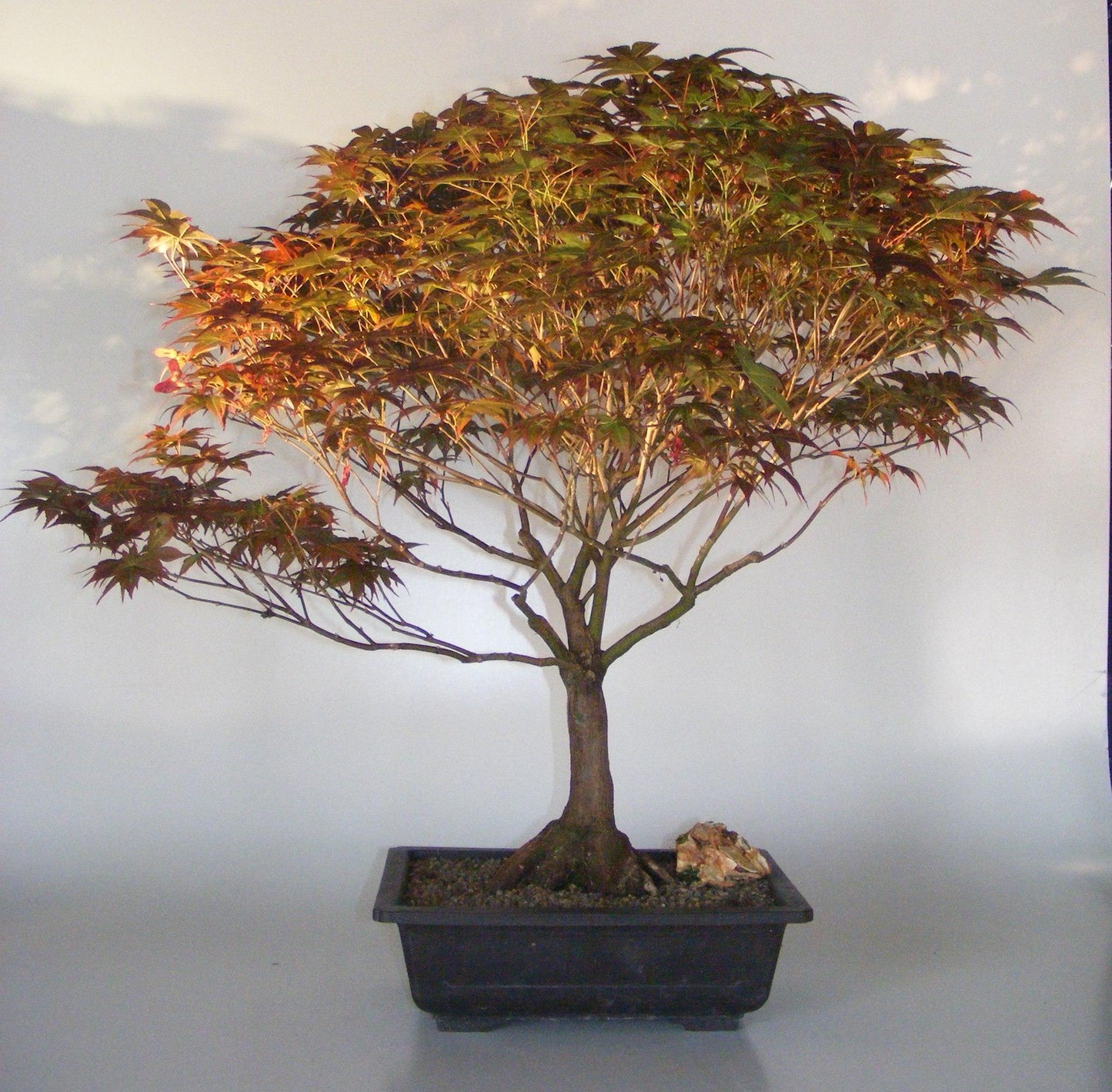 Acer Palmatum Rhode Island Red - View 19 from www redcrocus com