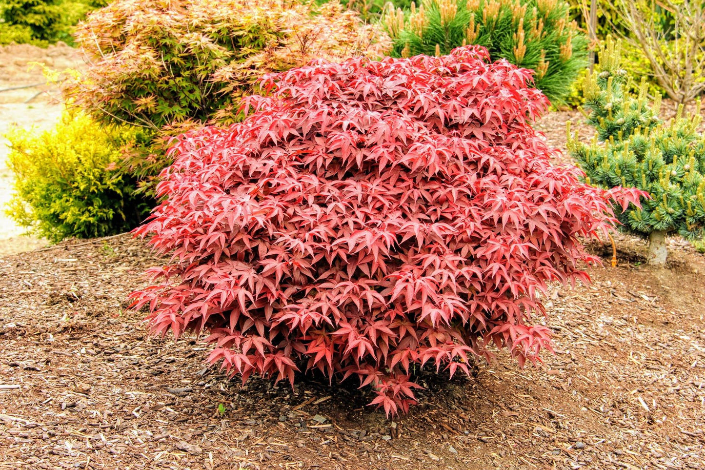 Acer Palmatum Rhode Island Red - View 2 from www redcrocus com