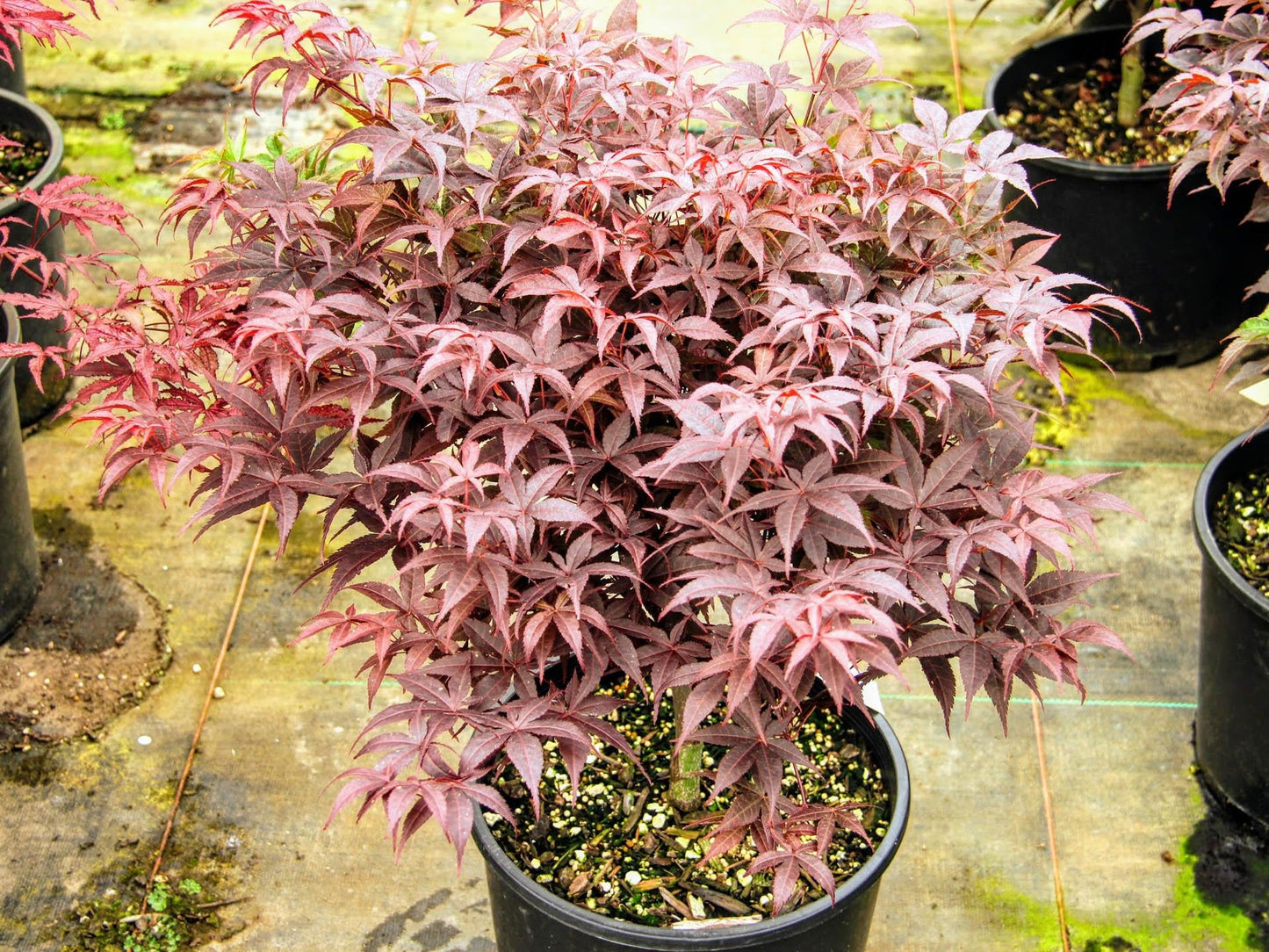 Acer Palmatum Rhode Island Red - View 3 from www redcrocus com