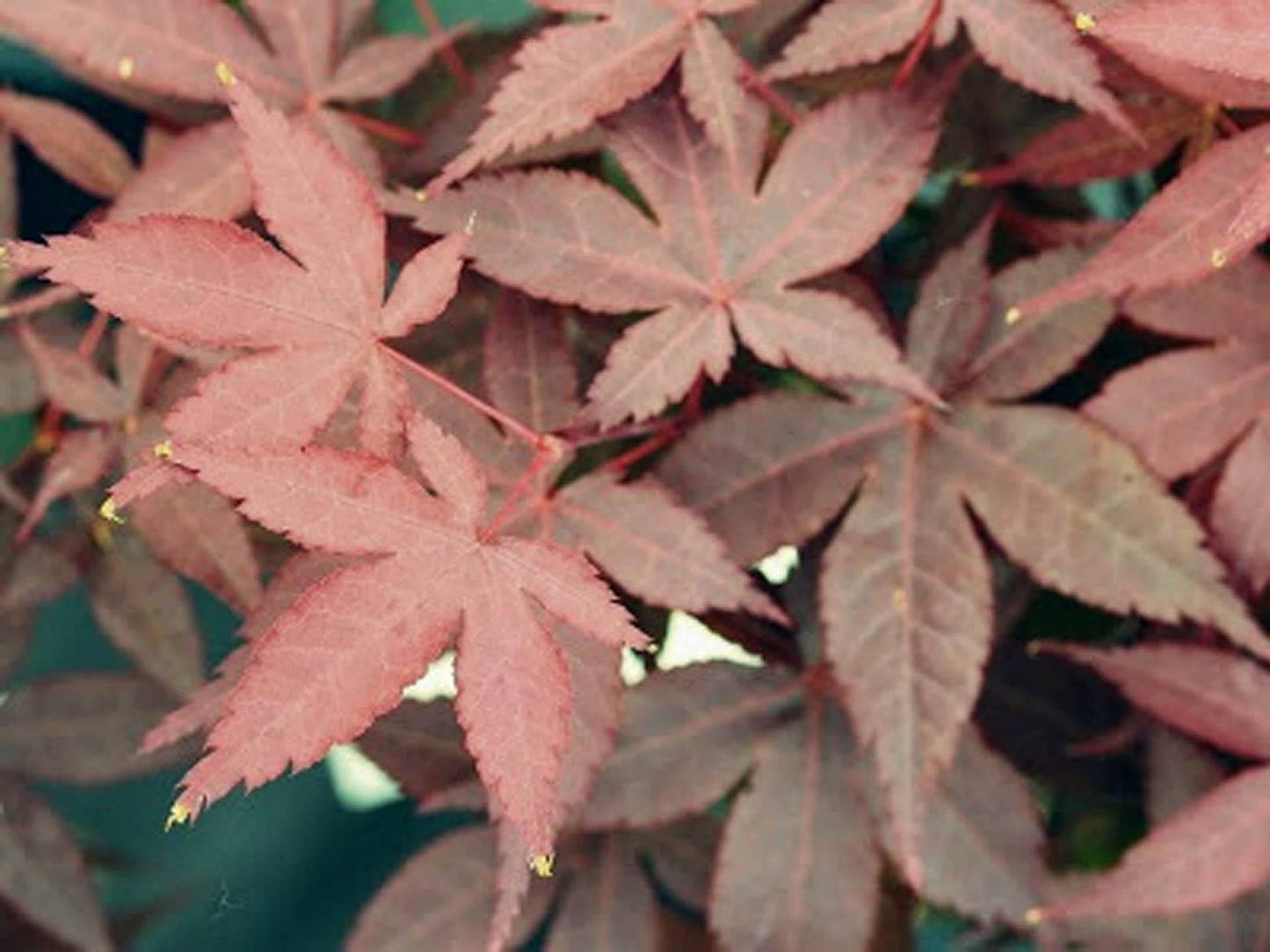 Acer Palmatum Rhode Island Red - View 4 from www redcrocus com