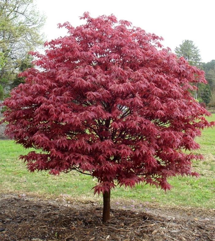 Acer Palmatum Rhode Island Red - View 6 from www redcrocus com