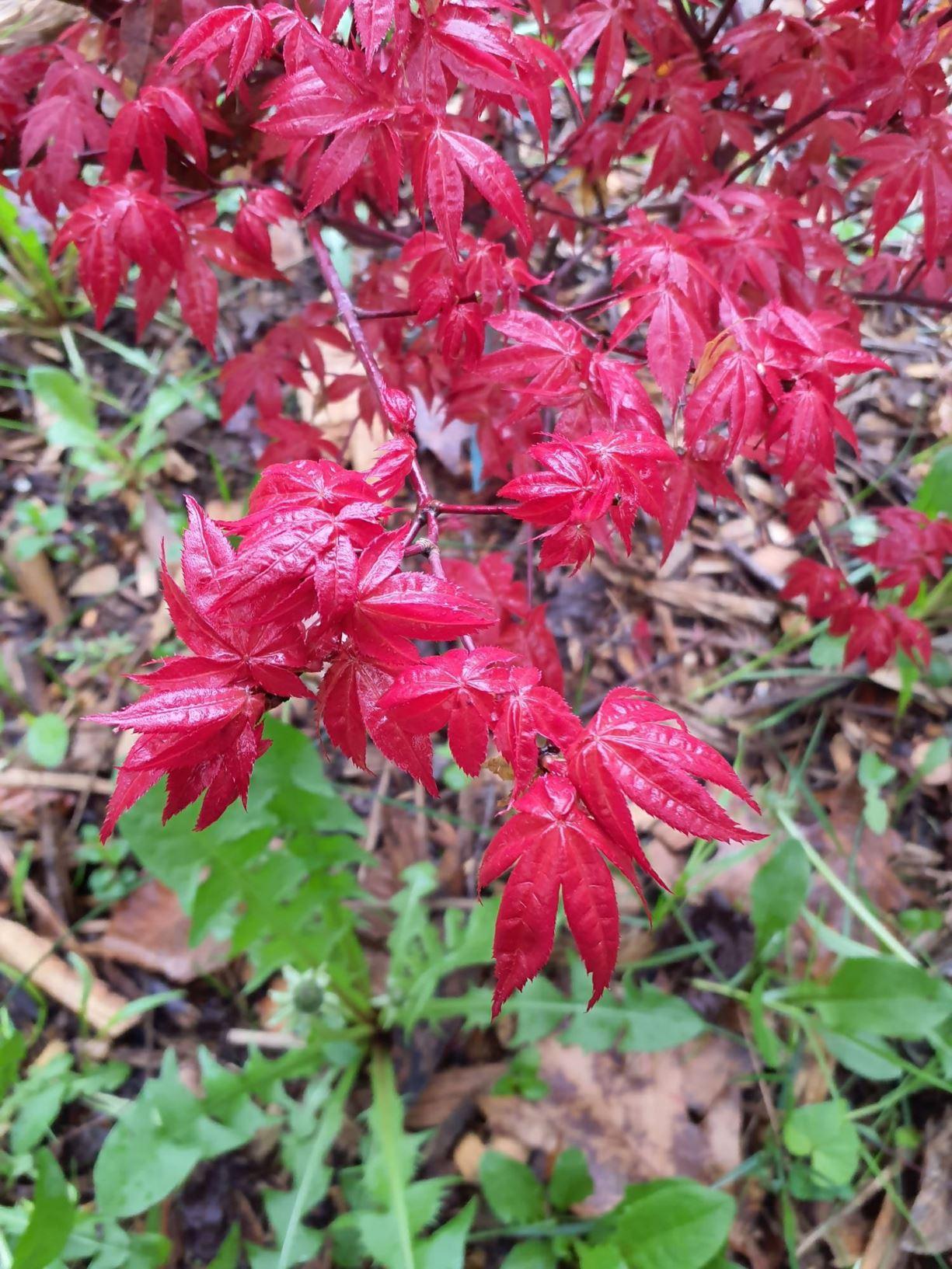 Acer Palmatum Rhode Island Red - View 7 from www redcrocus com