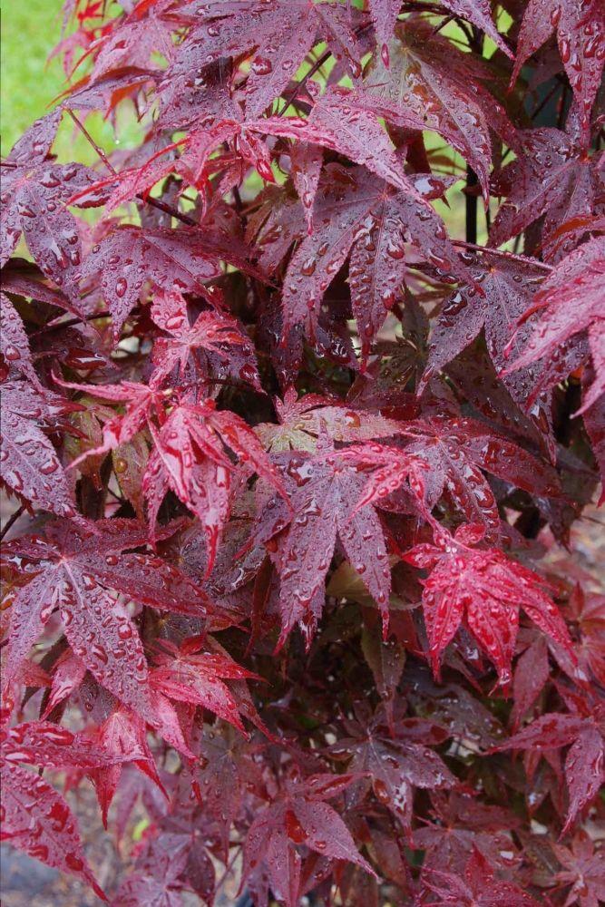 Acer Palmatum Rhode Island Red - View 8 from www redcrocus com