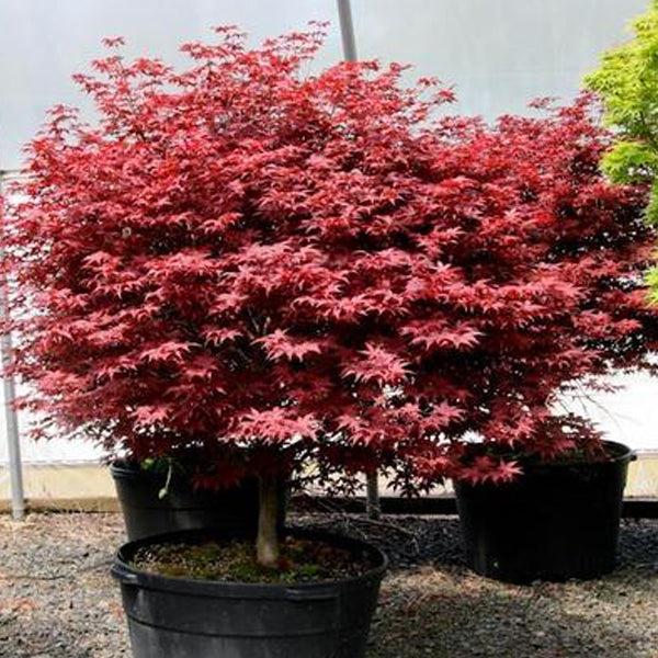 Acer Palmatum Rhode Island Red - View 9 from www redcrocus com