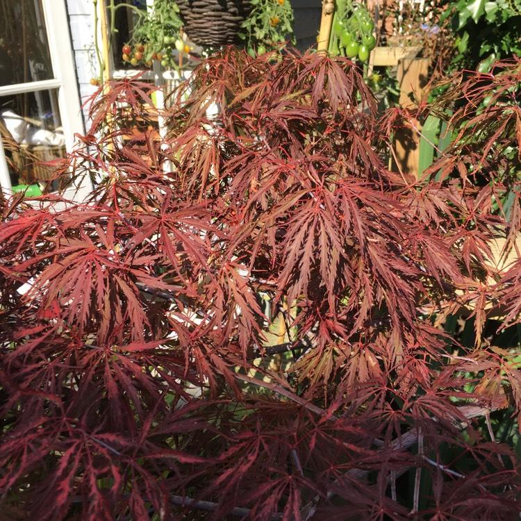 Acer Palmatum Dissectum Tamukeyama - View 13 from www redcrocus com