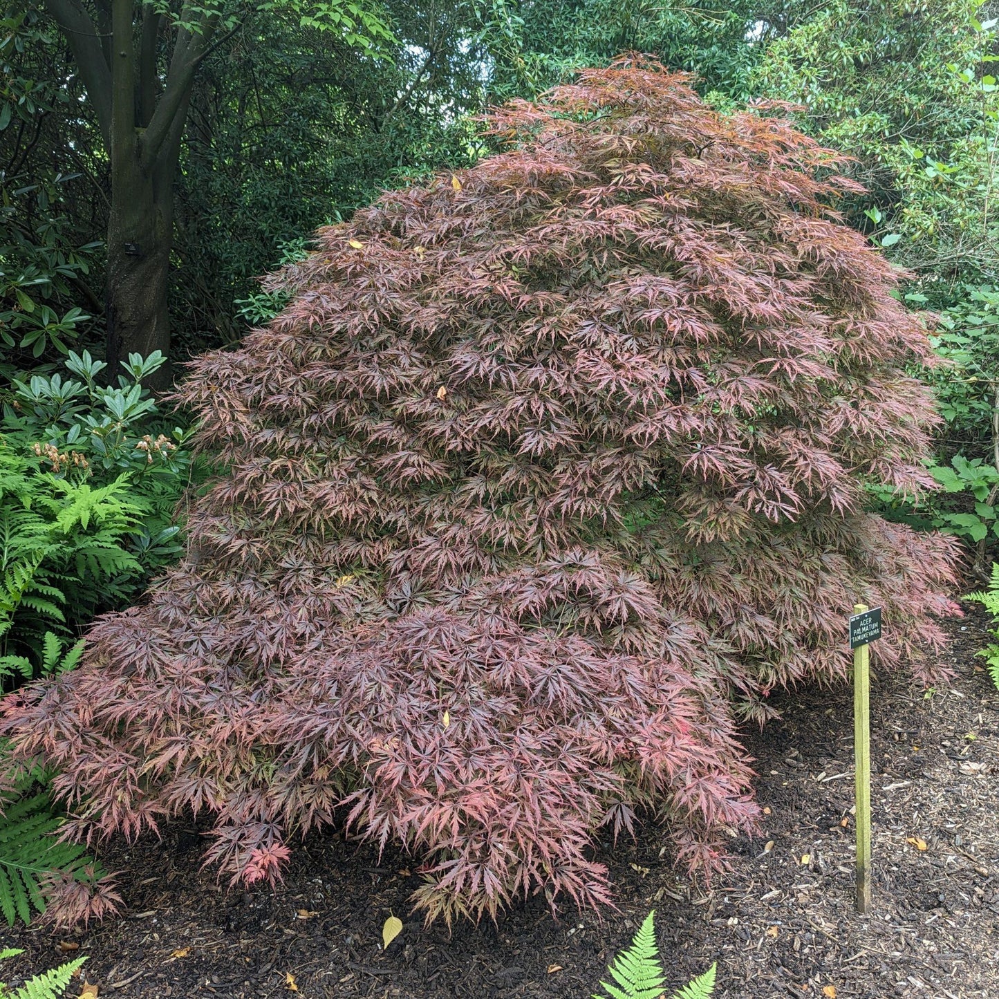 Acer Palmatum Dissectum Tamukeyama - View 14 from www redcrocus com
