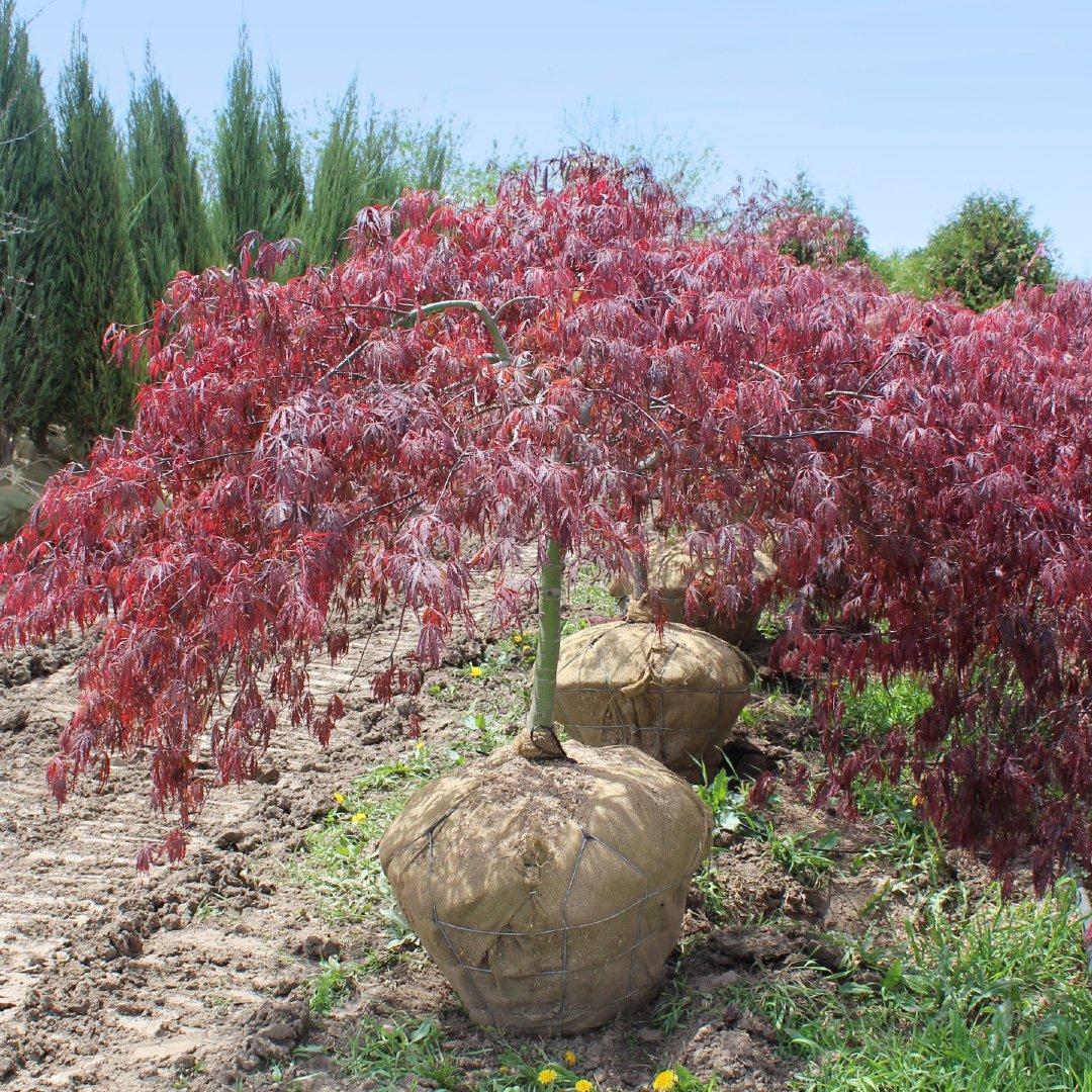 Acer Palmatum Dissectum Tamukeyama - View 17 from www redcrocus com