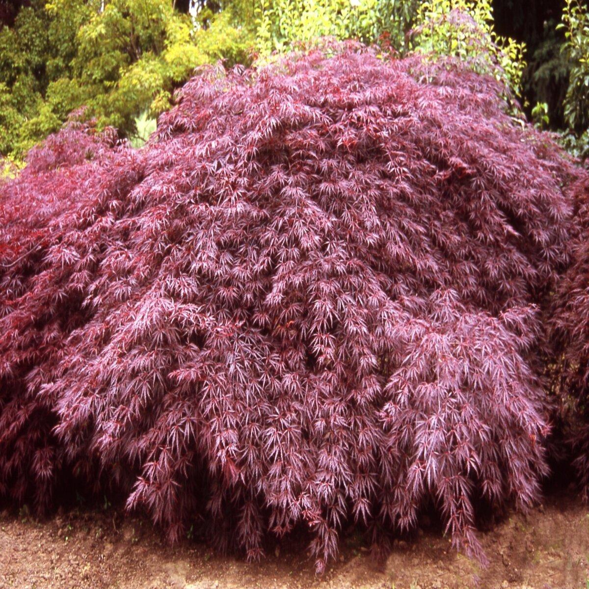 Acer Palmatum Dissectum Tamukeyama - View 20 from www redcrocus com