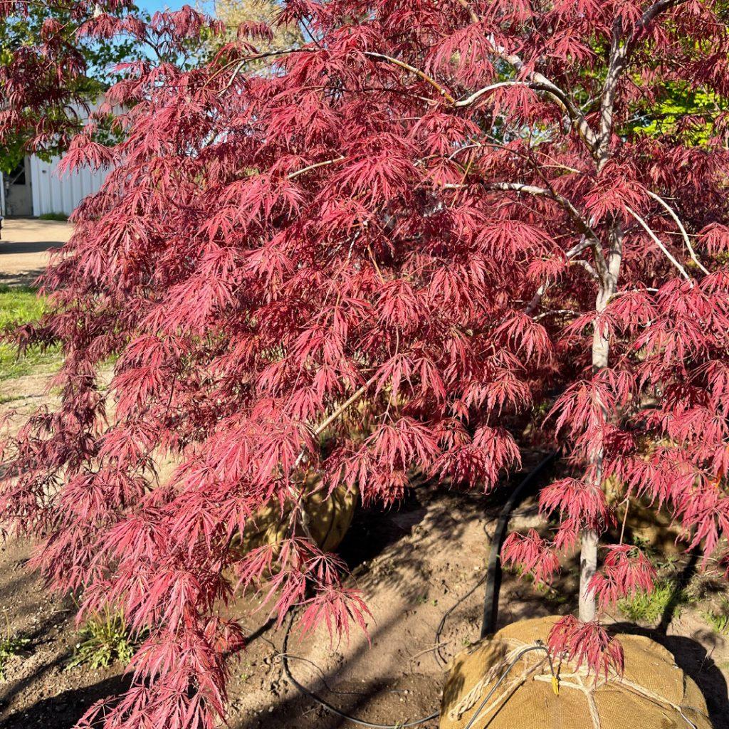 Acer Palmatum Dissectum Tamukeyama - View 2 from www redcrocus com